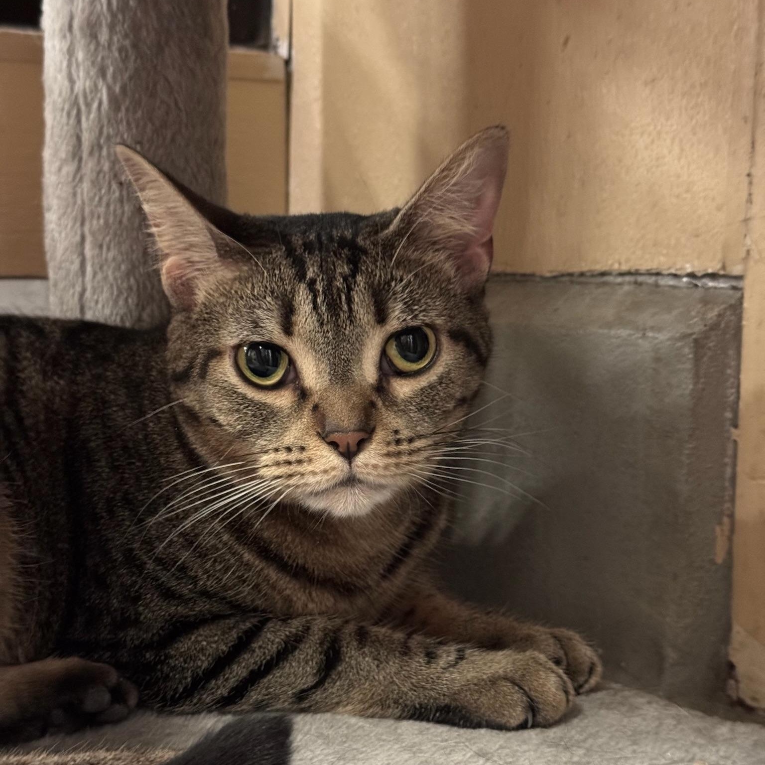 Eloise, Adoptable, Young Female Domestic Short Hair.