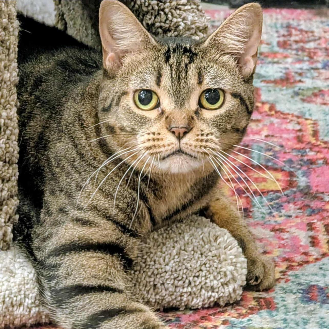 Enlarge Eloise, a Adoptable Domestic Short Hair in Clearwater, FL image 2/5