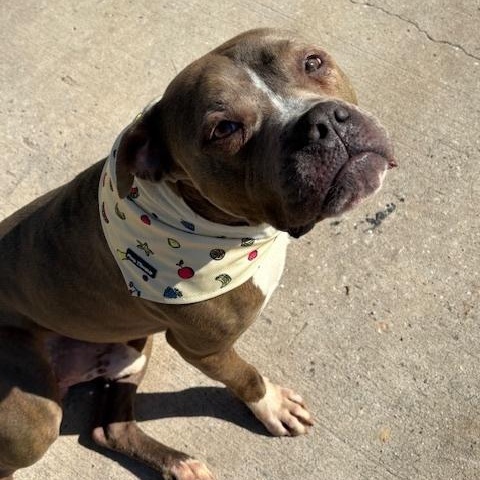 Teddy, an adoptable Bulldog, American Staffordshire Terrier in Fargo, ND, 58103 | Photo Image 3
