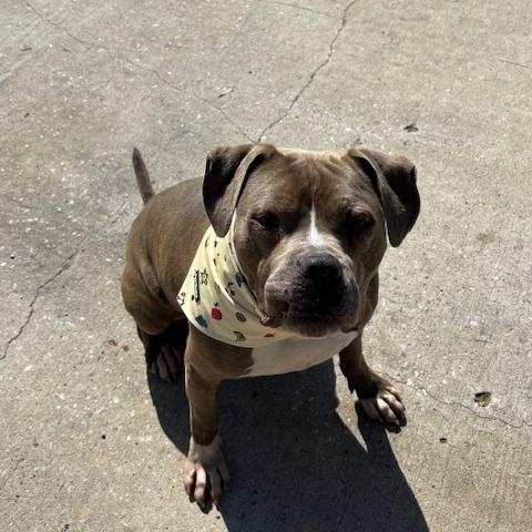Teddy, an adoptable Bulldog, American Staffordshire Terrier in Fargo, ND, 58103 | Photo Image 2