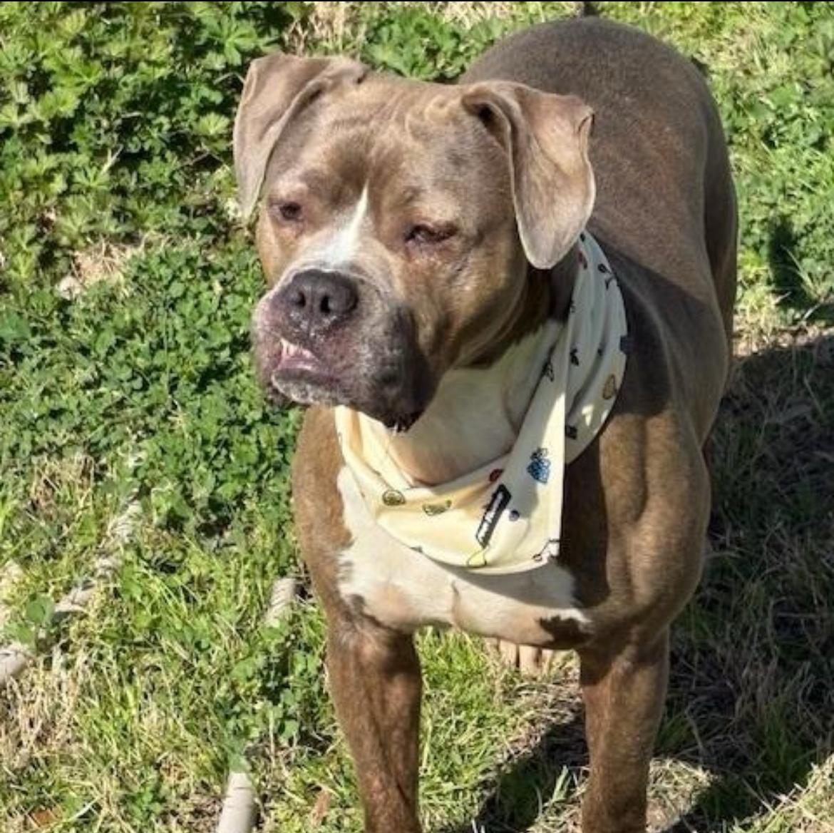 Teddy, an adoptable Bulldog, American Staffordshire Terrier in Fargo, ND, 58103 | Photo Image 5