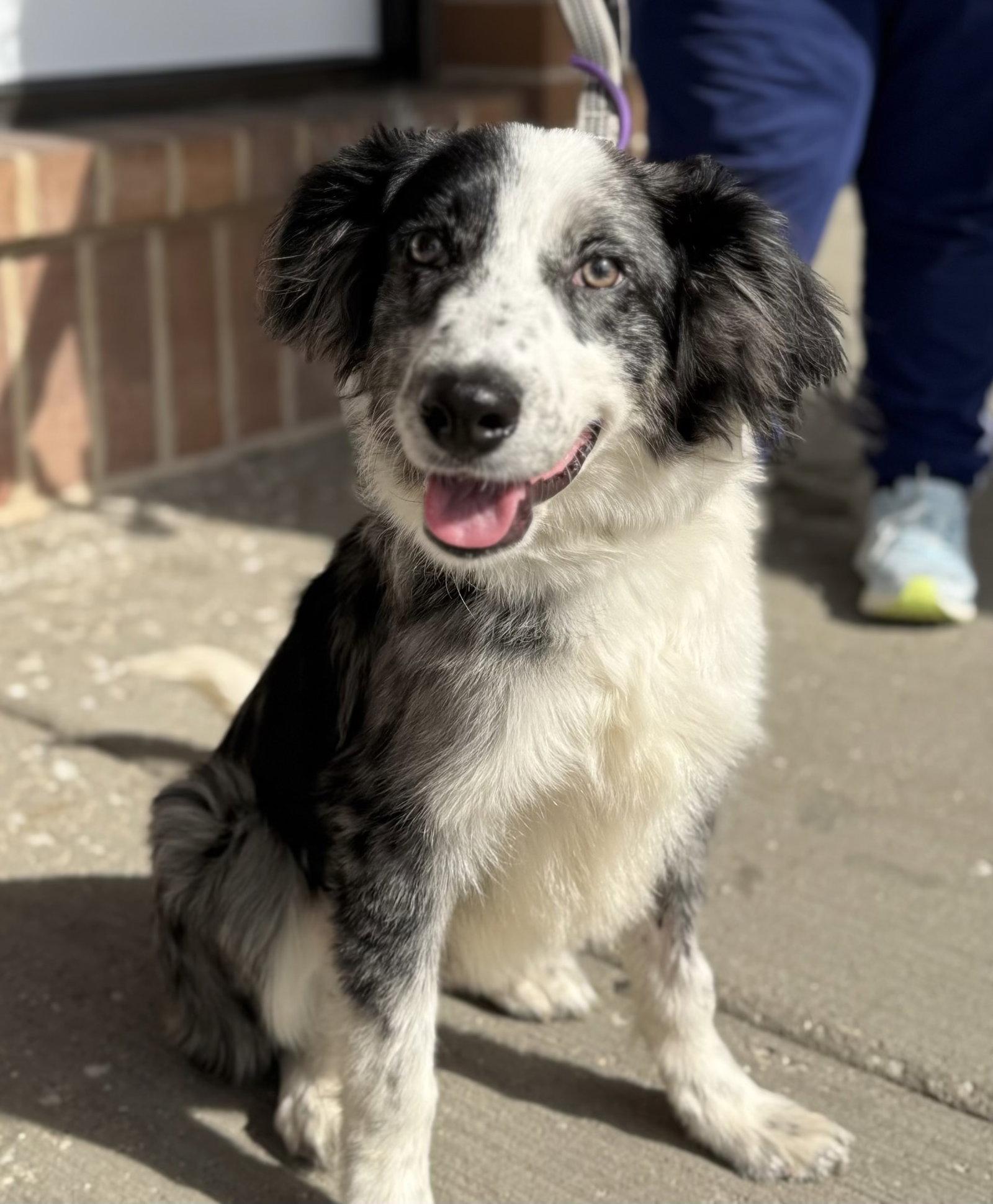 Oogie Boogie, Adoptable, Young Male Australian Shepherd.