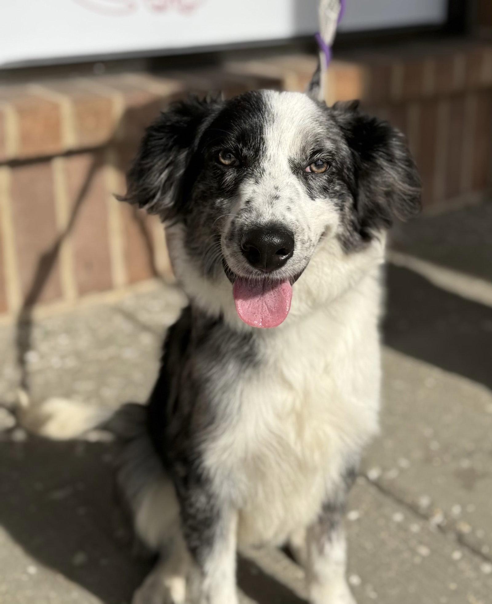 Enlarge Oogie Boogie, a Adoptable Australian Shepherd in Hillside, IL image 2/3