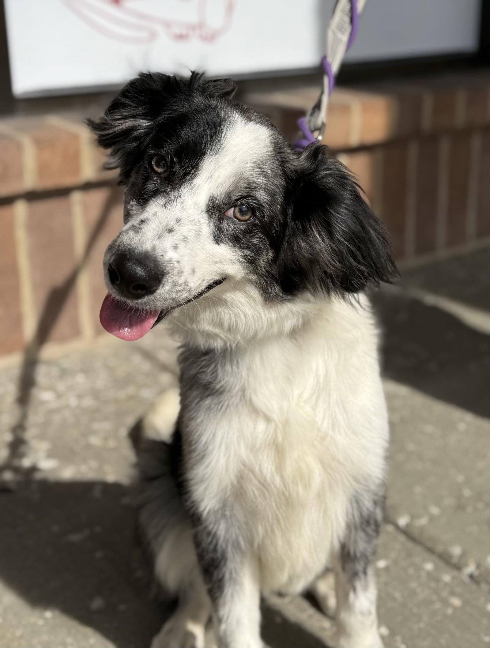 Enlarge Oogie Boogie, a Adoptable Australian Shepherd in Hillside, IL image 3/3