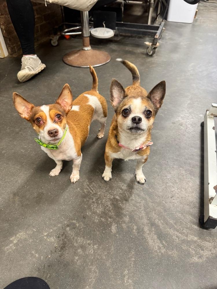 Rambo & Nonna, Adoptable, Adult Female Chihuahua.