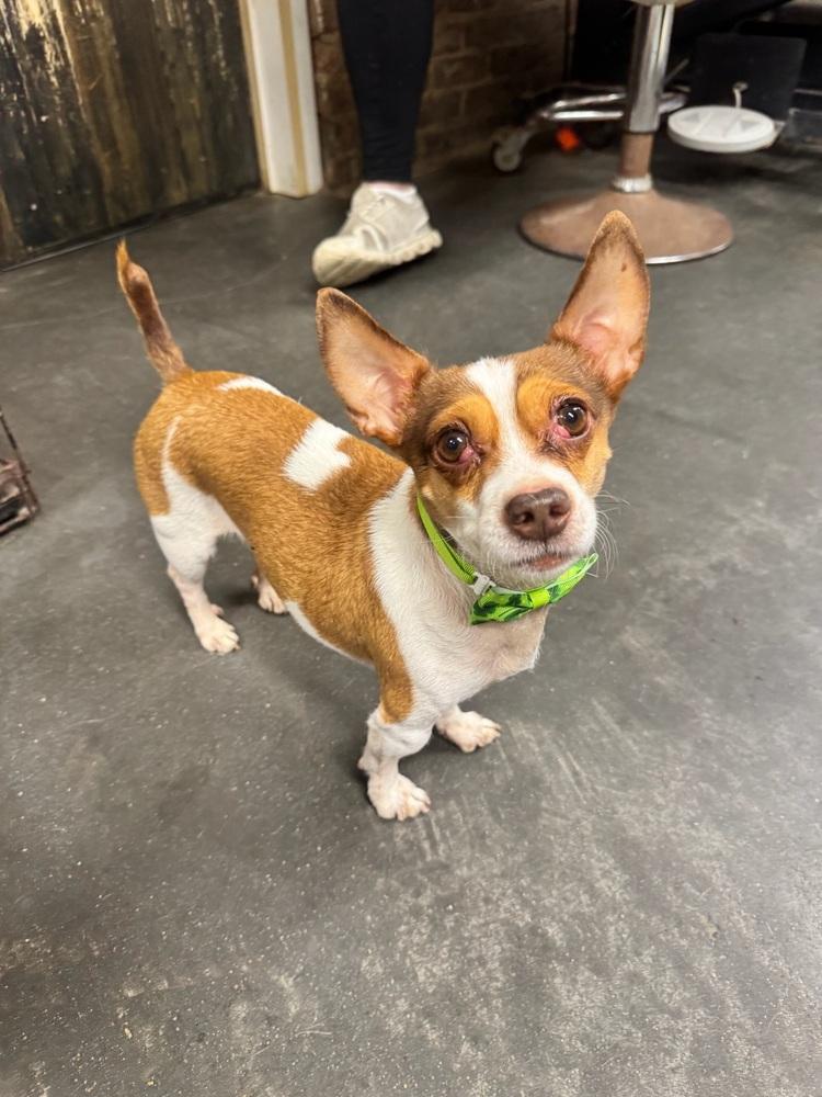 Enlarge Rambo & Nonna, a Adoptable mixed breed in New York, NY image 2/6