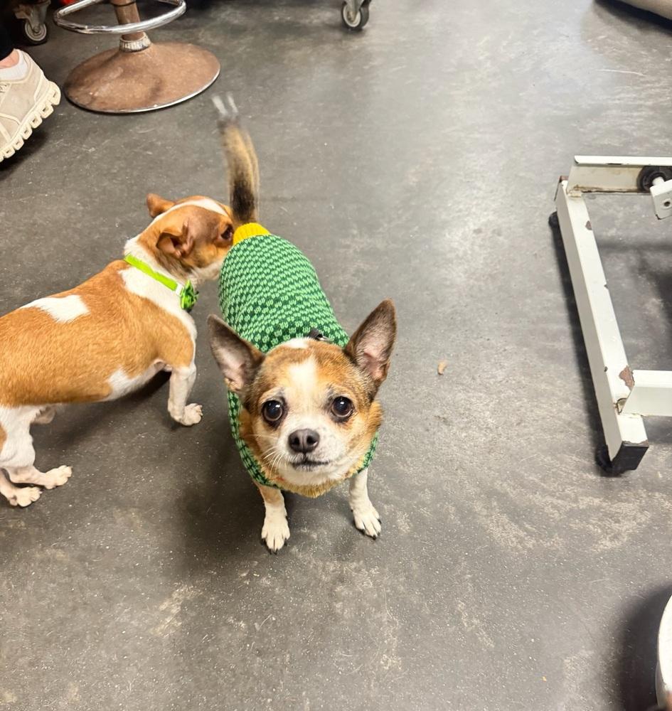 Enlarge Rambo & Nonna, a Adoptable mixed breed in New York, NY image 3/6