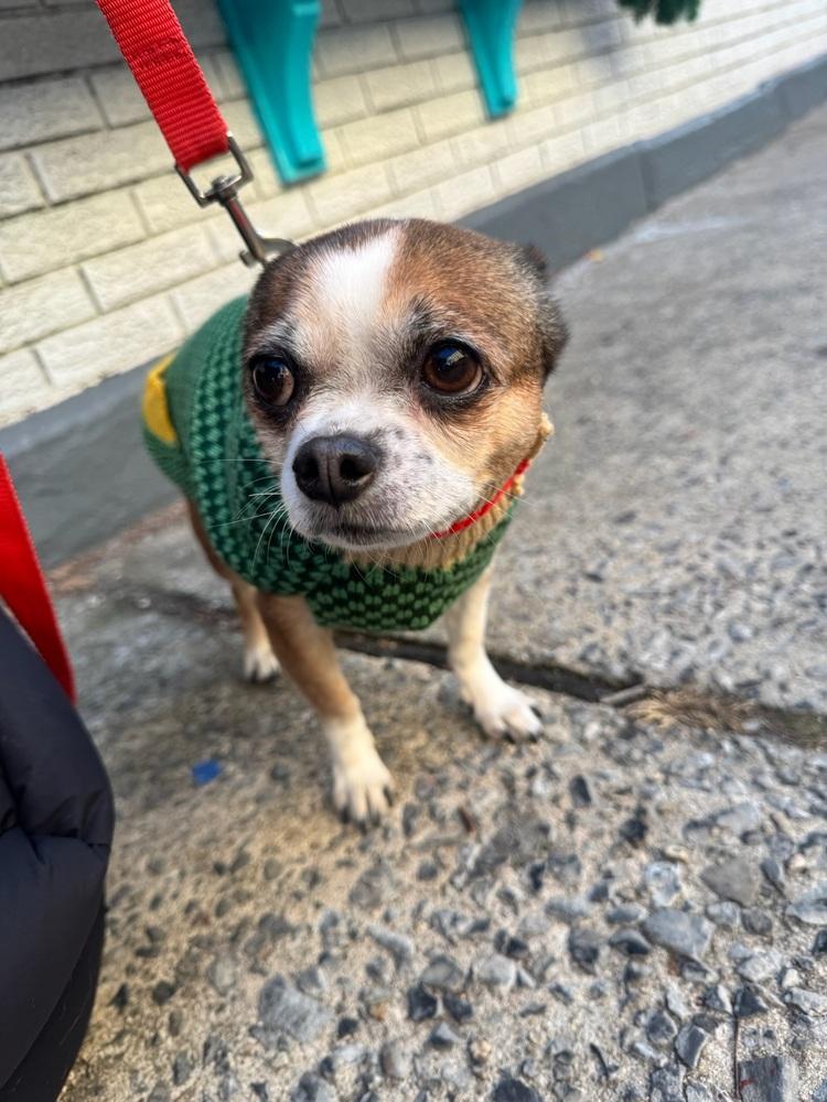 Enlarge Rambo & Nonna, a Adoptable mixed breed in New York, NY image 4/6