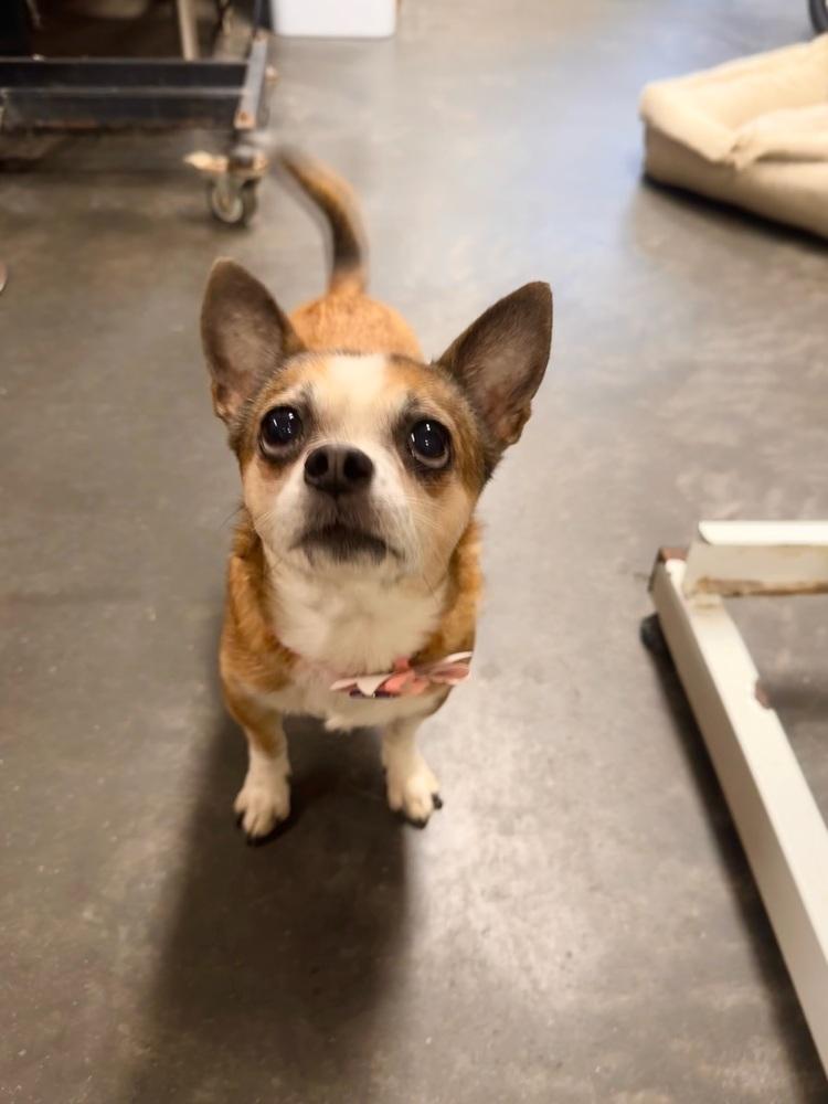 Rambo & Nonna thumbnail 4