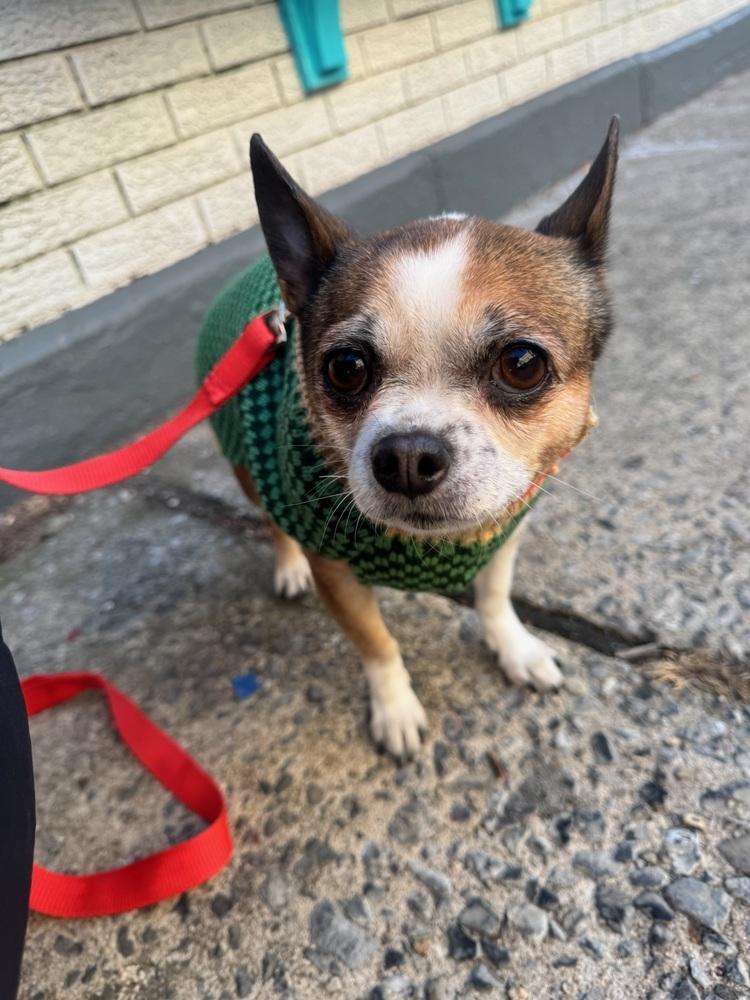 Enlarge Rambo & Nonna, a Adoptable mixed breed in New York, NY image 5/6