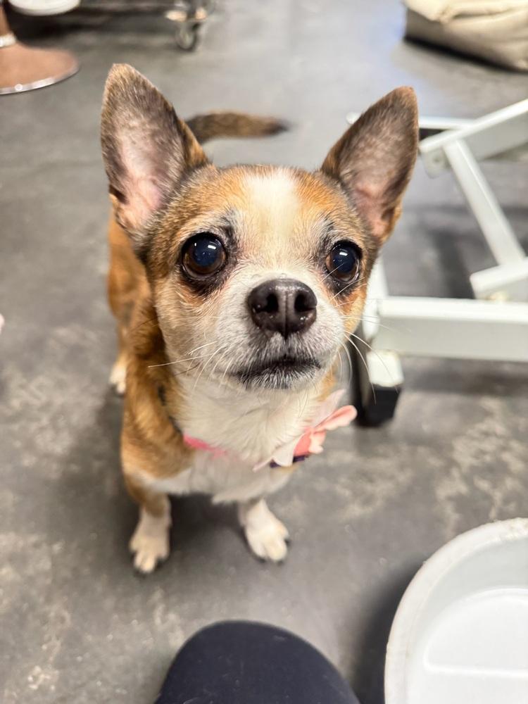 Enlarge Rambo & Nonna, a Adoptable mixed breed in New York, NY image 6/6