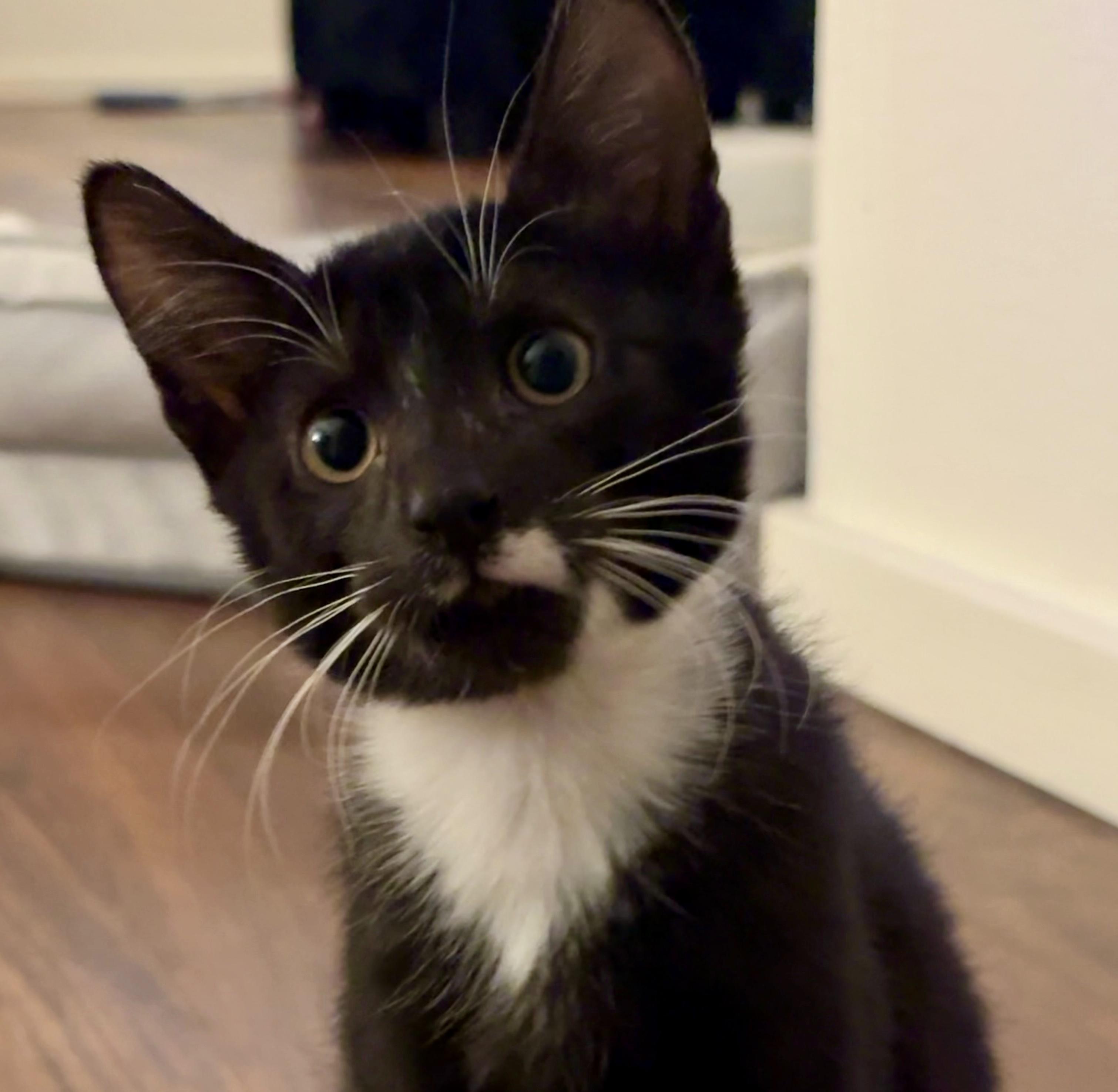Ninja, Adoptable, Kitten Male Domestic Short Hair.