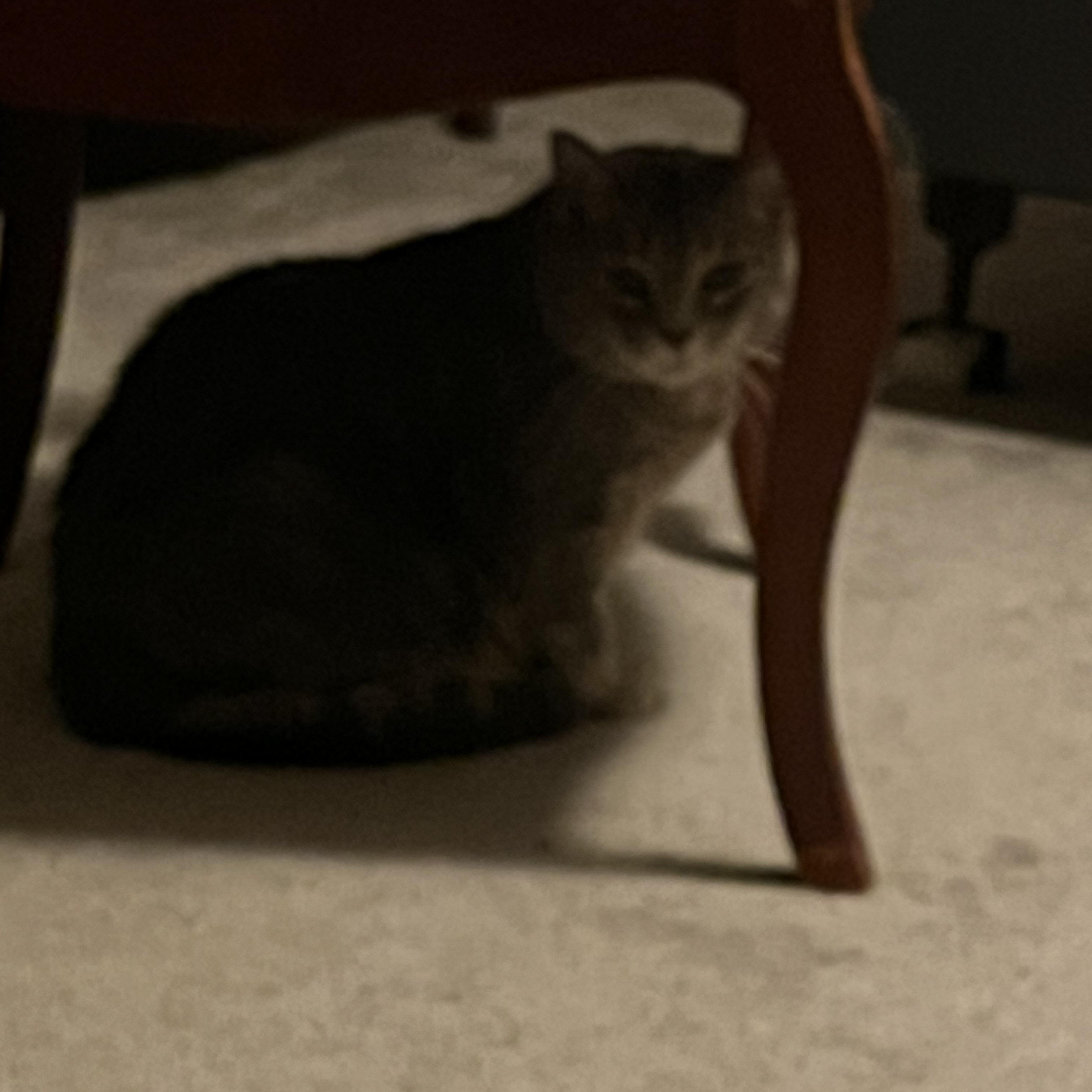 Lil’ Bit & Smokey, a Adoptable Domestic Long Hair in Independence, OH image 2/3