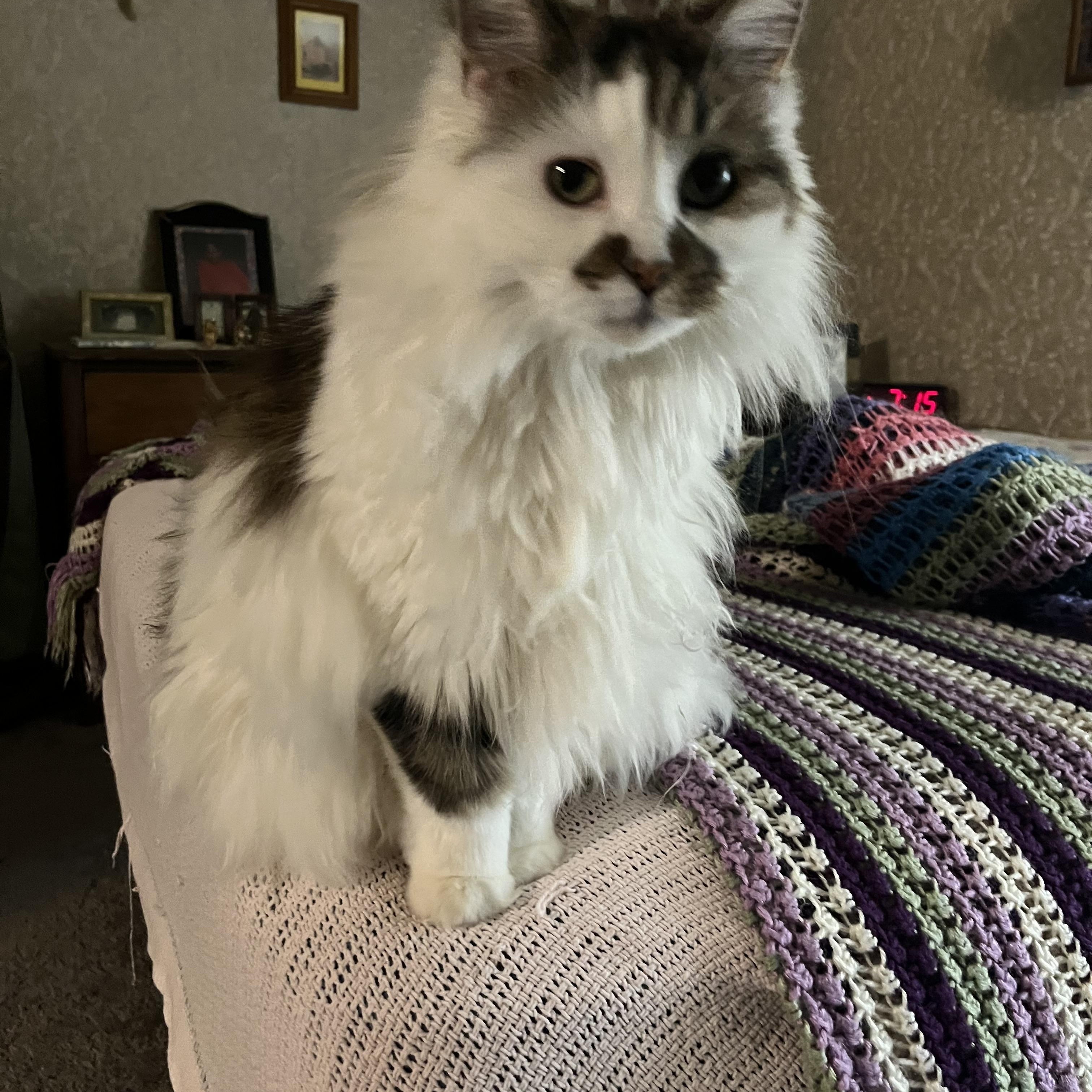 Lil’ Bit & Smokey, a Adoptable Domestic Long Hair in Independence, OH image 1/3