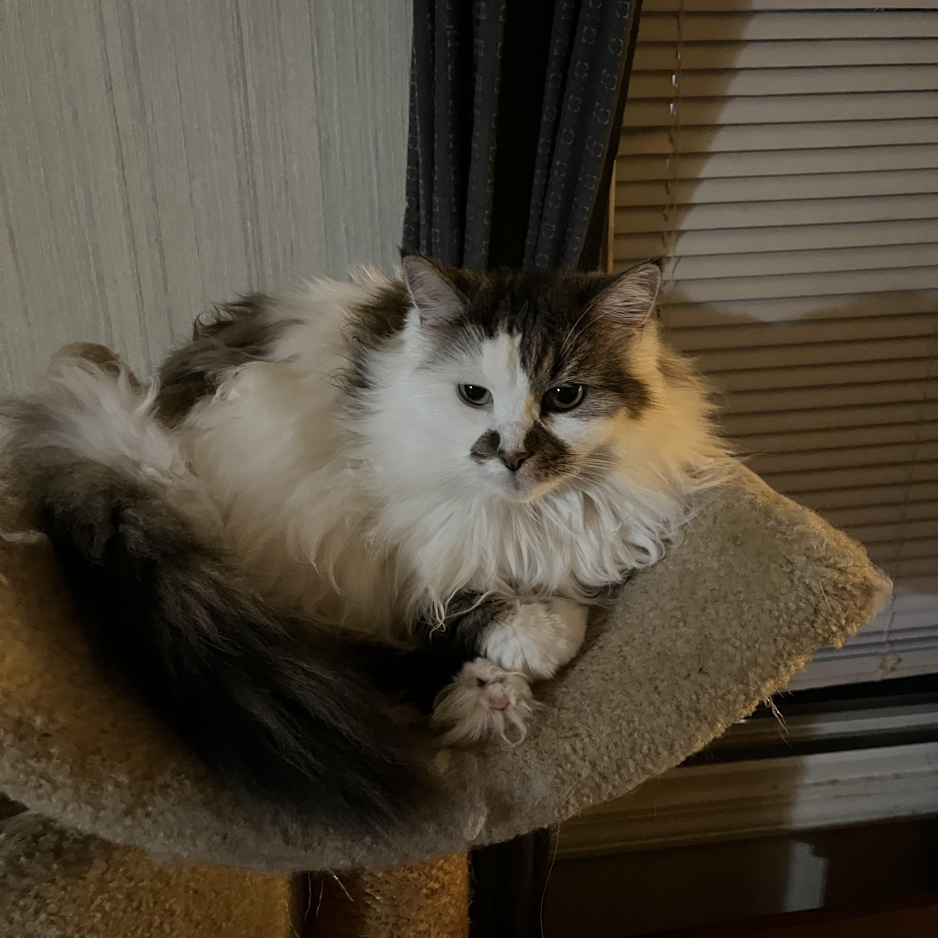 Lil’ Bit & Smokey, a Adoptable Domestic Long Hair in Independence, OH image 3/3