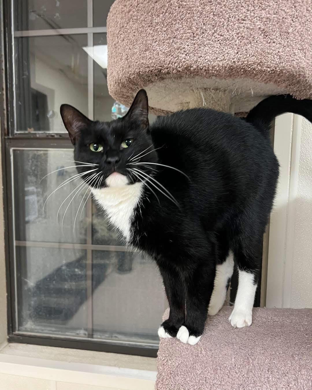 Izzy, an adoptable Tuxedo in Guthrie, OK, 73044 | Photo Image 3