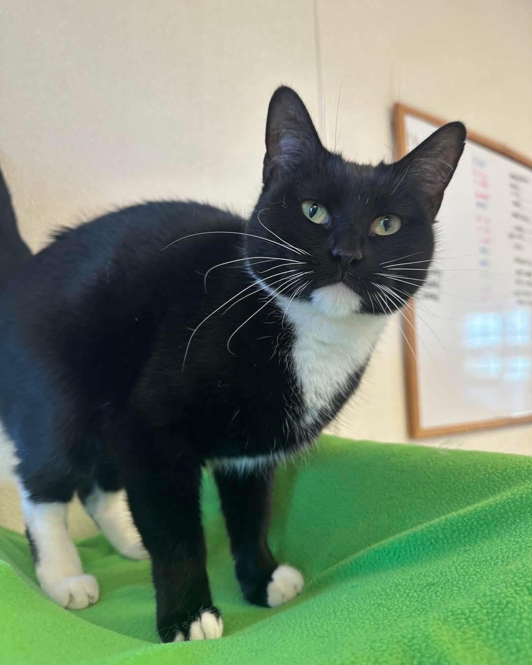 Izzy, Adult Female Tuxedo
