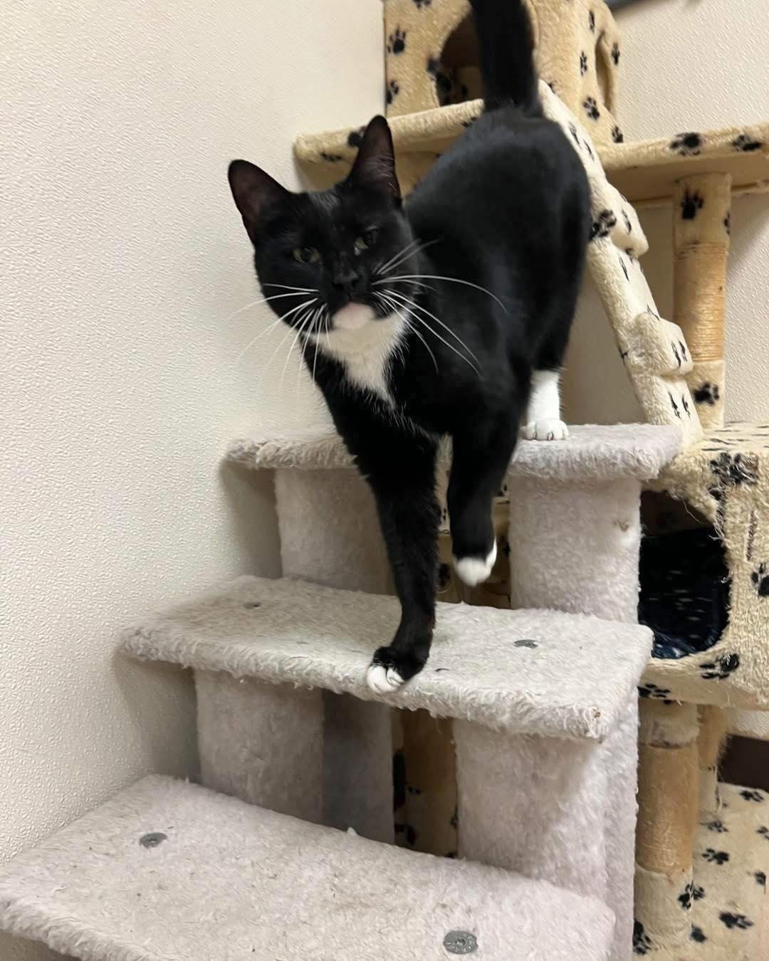 Izzy, an adoptable Tuxedo in Guthrie, OK, 73044 | Photo Image 2
