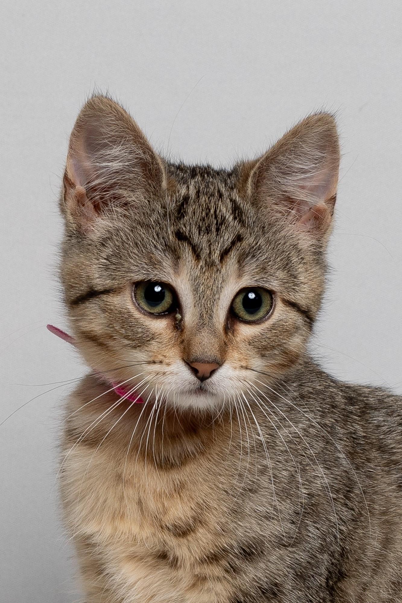 Sega, an adopted Domestic Short Hair in Farmington, MN image 1/2