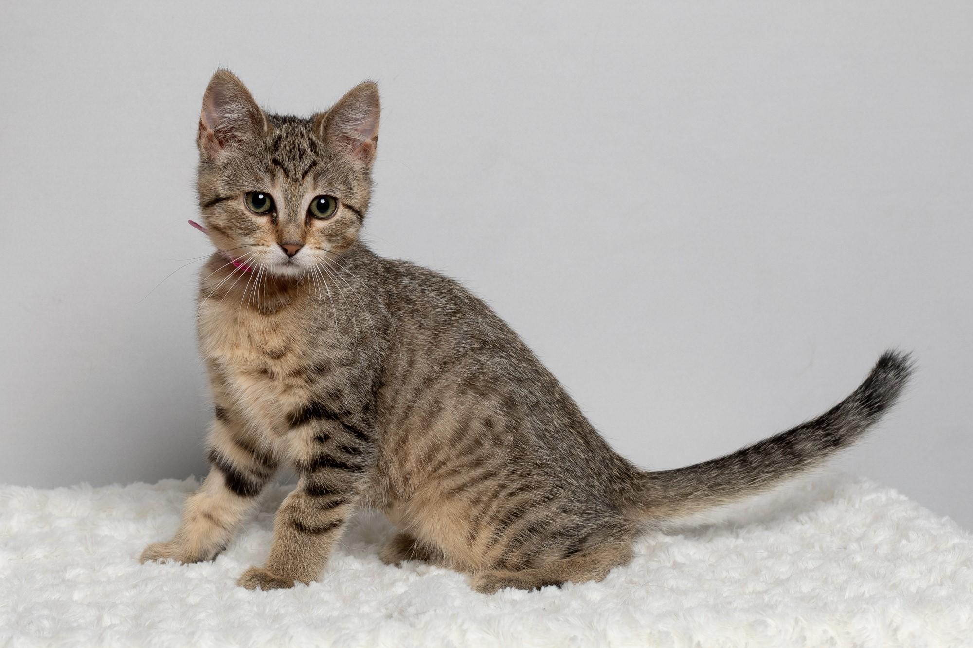Sega, an adopted Domestic Short Hair in Farmington, MN image 2/2