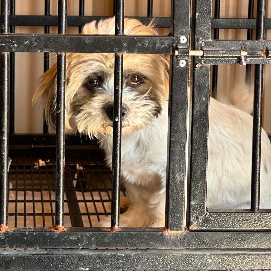 AVAILABLE 8/30... BAT BOY, Adoptable, Young Male Shih Tzu.