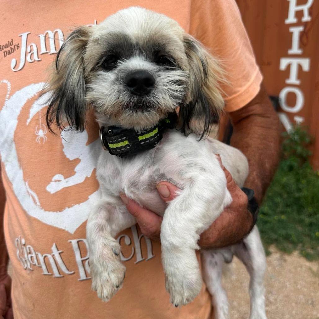 AVAILABLE 8/30... BAT BOY, a Adoptable Shih Tzu in Loves Park, IL image 2/3