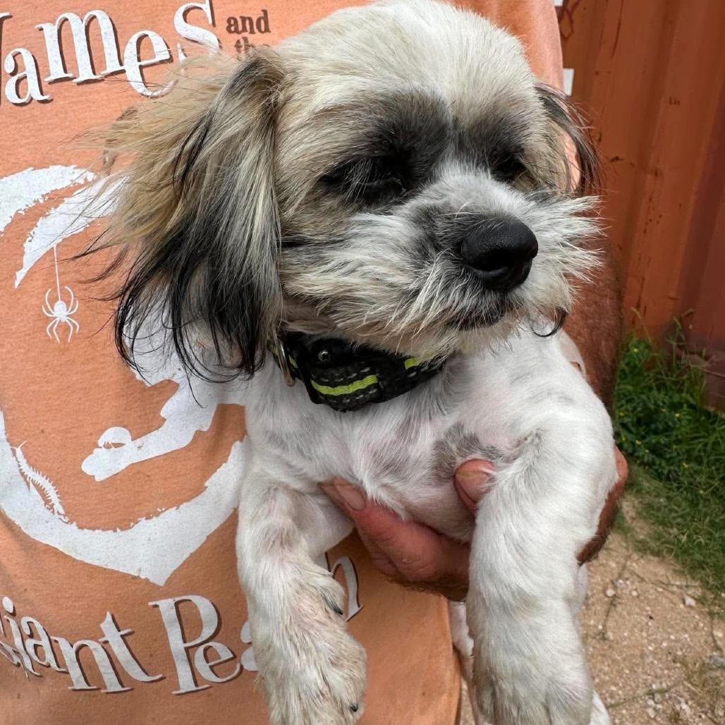 AVAILABLE 8/30... BAT BOY, a Adoptable Shih Tzu in Loves Park, IL image 3/3