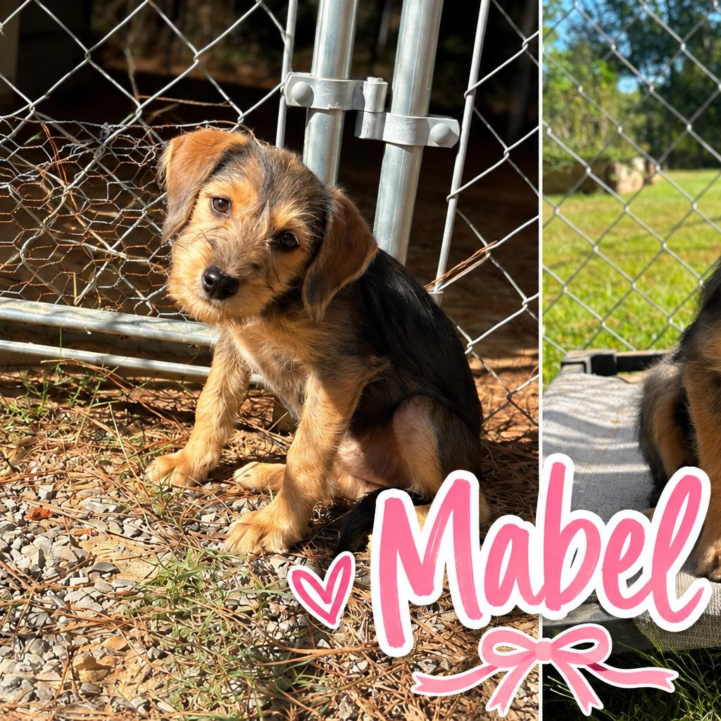Mabel (in PA), Adoptable, Puppy Female Schnauzer & Feist.