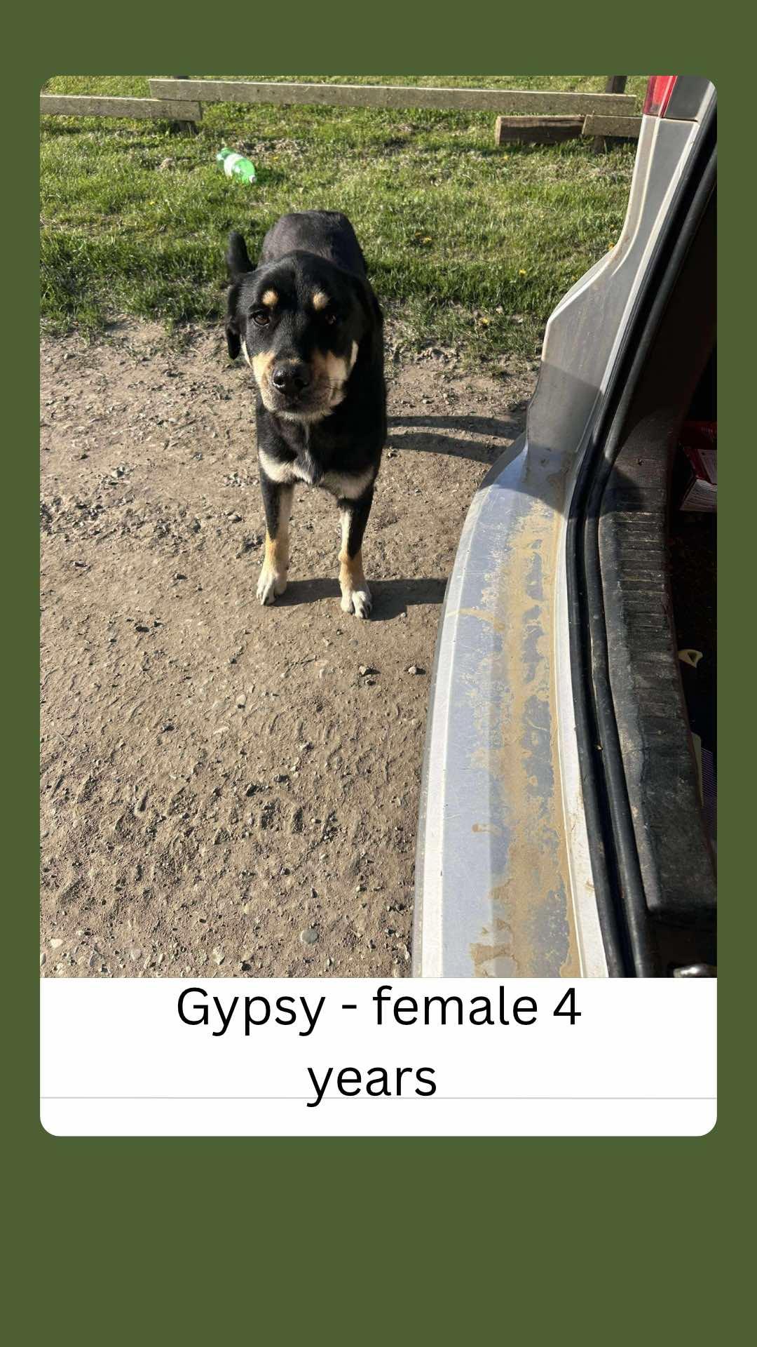 Gypsy, an adoptable German Shepherd Dog in Edmonton, AB, T5Y 3N6 | Photo Image 1