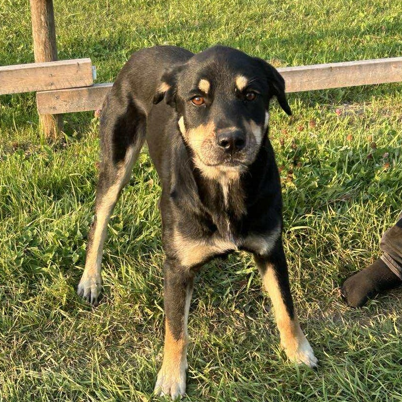 Enlarge Gypsy, a Adoptable mixed breed in Edmonton, AB image 3/3