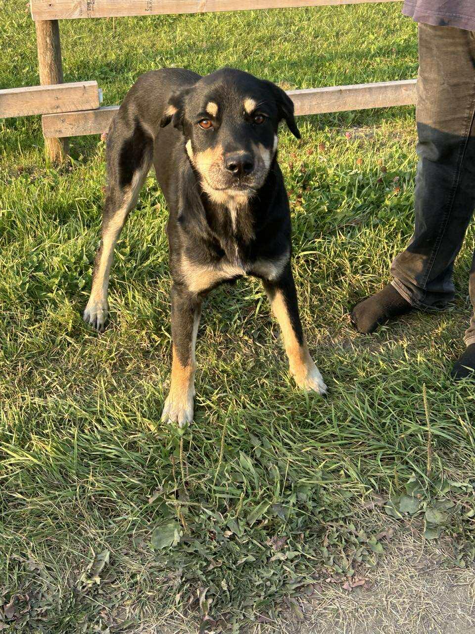 Gypsy, a Adoptable mixed breed in Edmonton, AB image 2/3