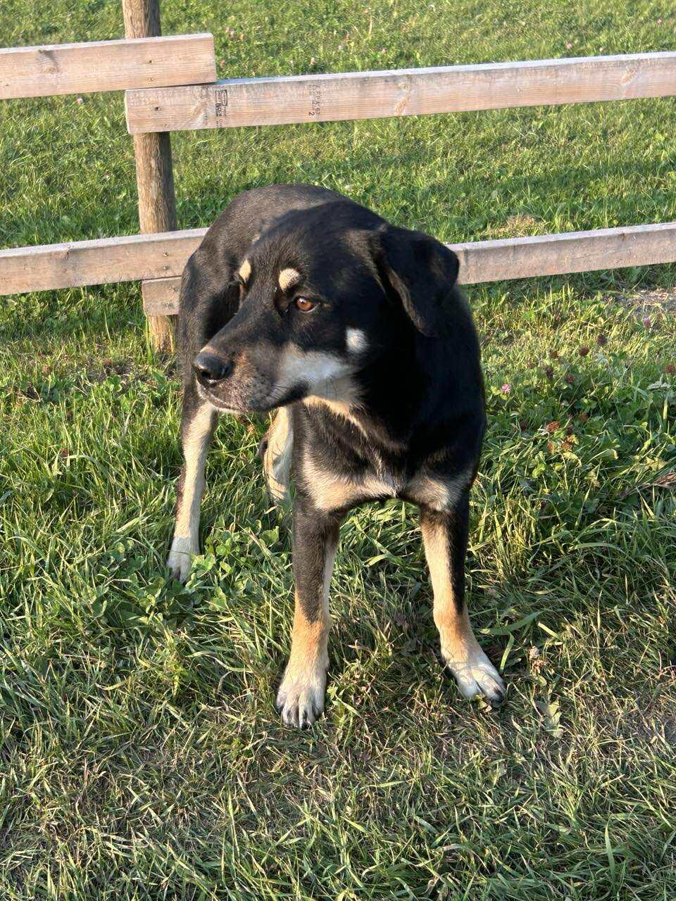 Gypsy, a Adoptable mixed breed in Edmonton, AB image 3/3