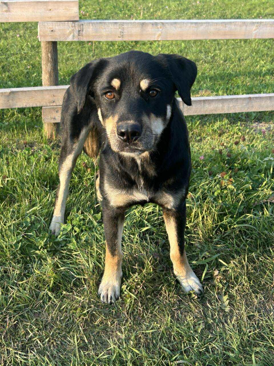 Gypsy, an adoptable German Shepherd Dog in Edmonton, AB, T5Y 3N6 | Photo Image 1