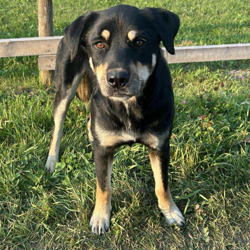 Enlarge Gypsy, a Adoptable mixed breed in Edmonton, AB image 1/3