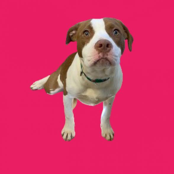 Enlarge Emmie, a Adoptable mixed breed in Tuscaloosa, AL image 1/1