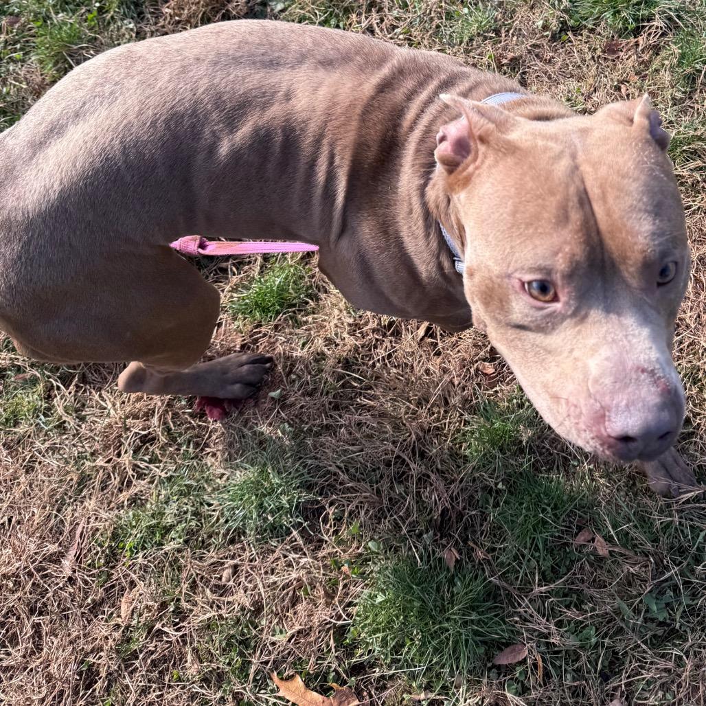 Enlarge Bruce, a Adoptable Pit Bull Terrier in York, PA image 2/6