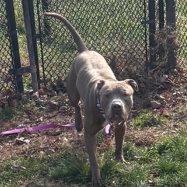 Enlarge Bruce, a Adoptable Pit Bull Terrier in York, PA image 4/6