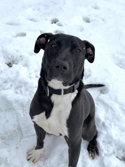 Enlarge Gio, a ADOPTABLE Mixed Breed in DeKalb, IL image 1/3