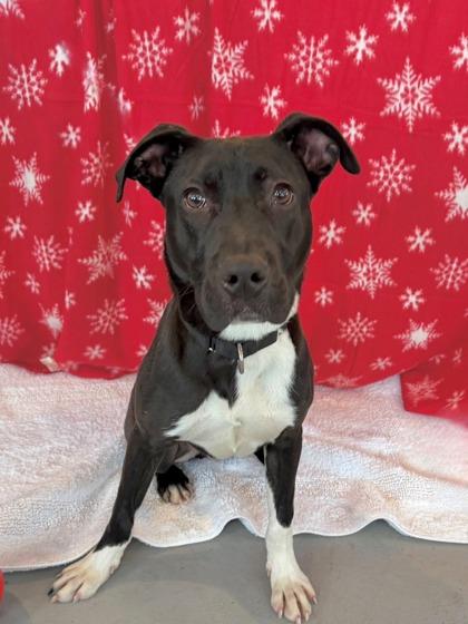 Enlarge Gio, a ADOPTABLE Mixed Breed in DeKalb, IL image 2/3