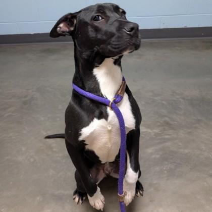 Enlarge Gio, a ADOPTABLE Mixed Breed in DeKalb, IL image 3/3