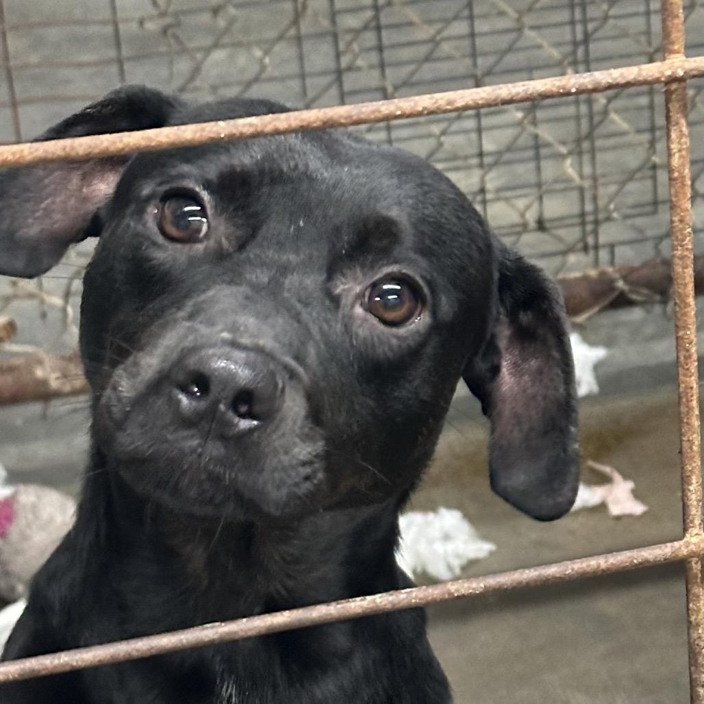 Banks, Adoptable, Young Male Black Labrador Retriever.