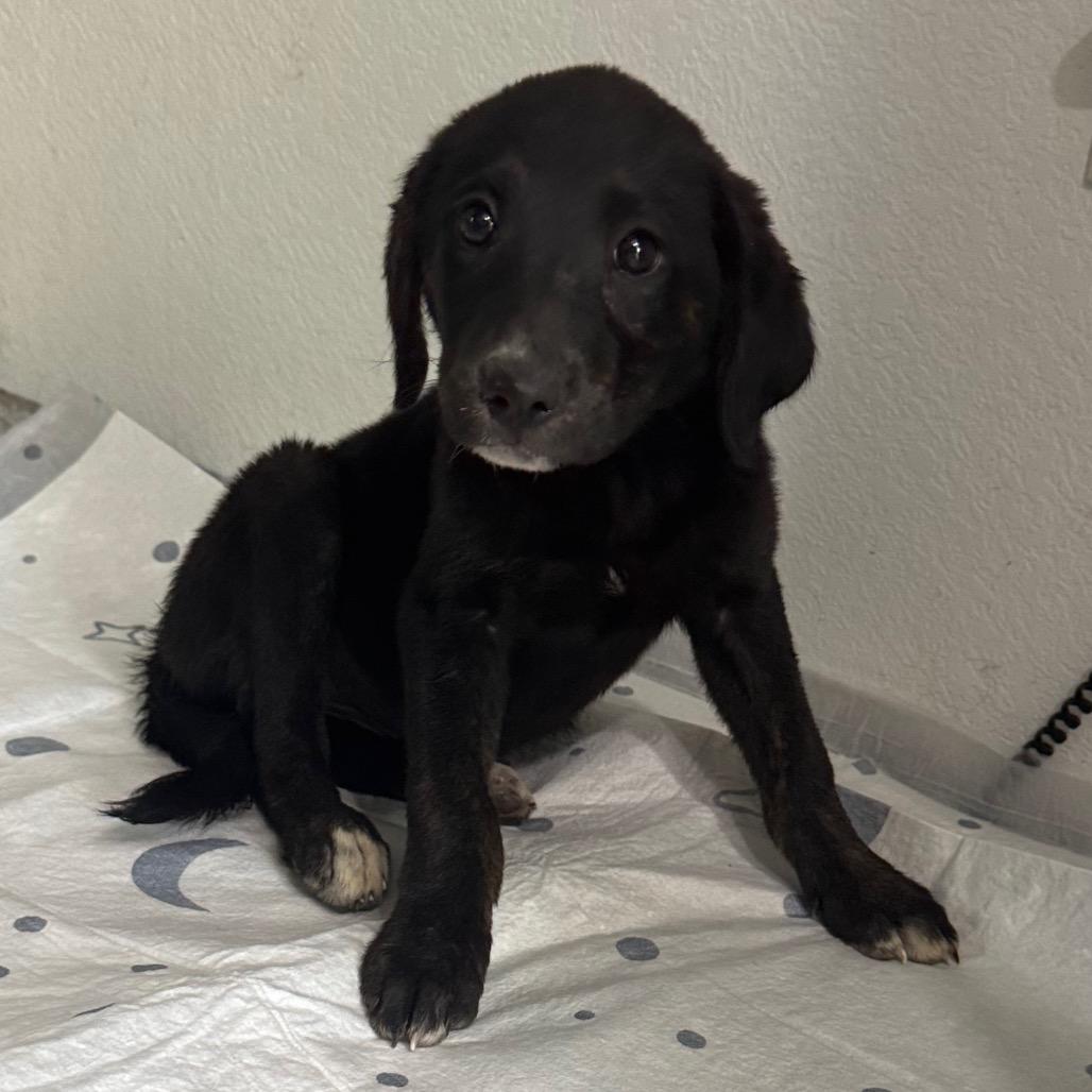 Jill, Adoptable, Puppy Female Mixed Breed.