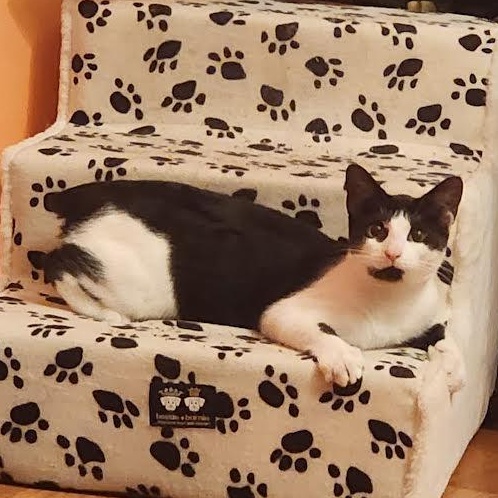 Enlarge Hershey and Marbella, a Adoptable mixed breed in Portland, ME image 2/6