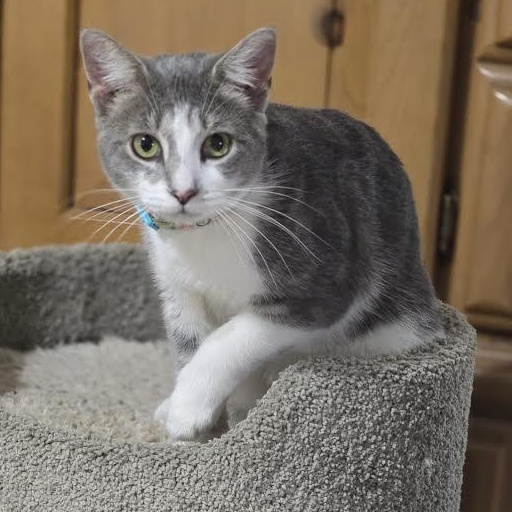 Enlarge Hershey and Marbella, a Adoptable mixed breed in Portland, ME image 4/6