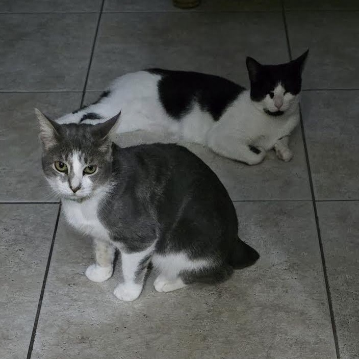 Enlarge Hershey and Marbella, a Adoptable mixed breed in Portland, ME image 5/6