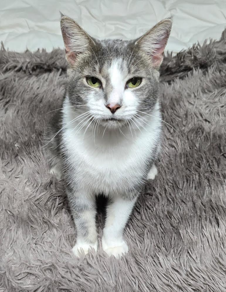 Enlarge Hershey and Marbella, a Adoptable mixed breed in Portland, ME image 3/6