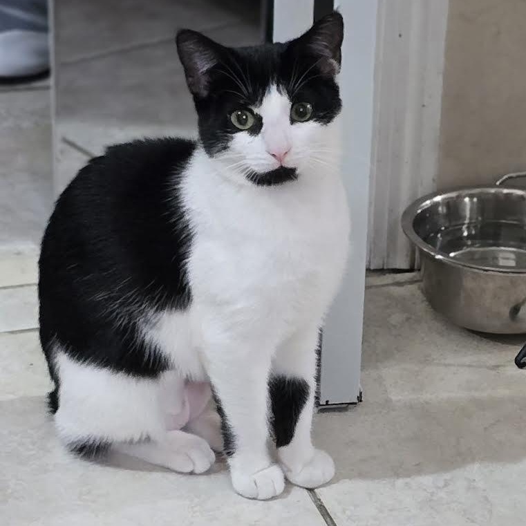 Enlarge Hershey and Marbella, a Adoptable mixed breed in Portland, ME image 6/6