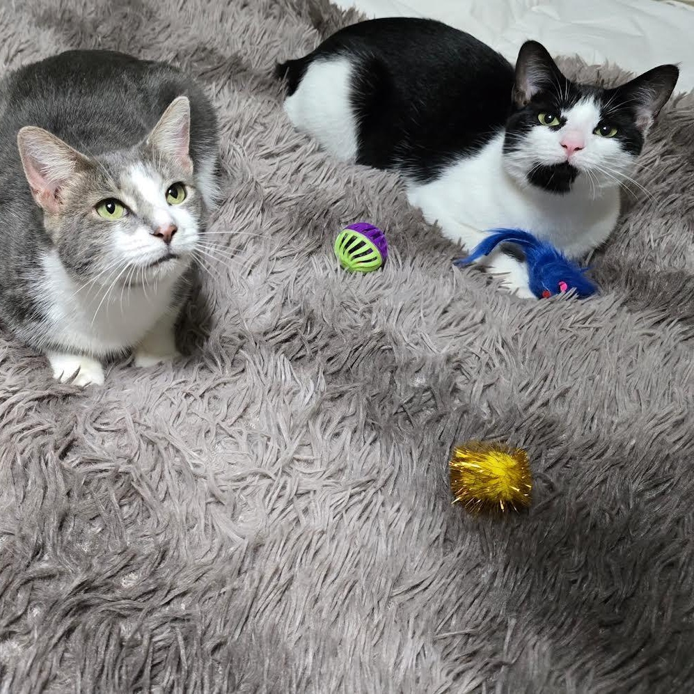 Hershey and Marbella, Adoptable, Young Female American Bobtail & Domestic Short Hair.