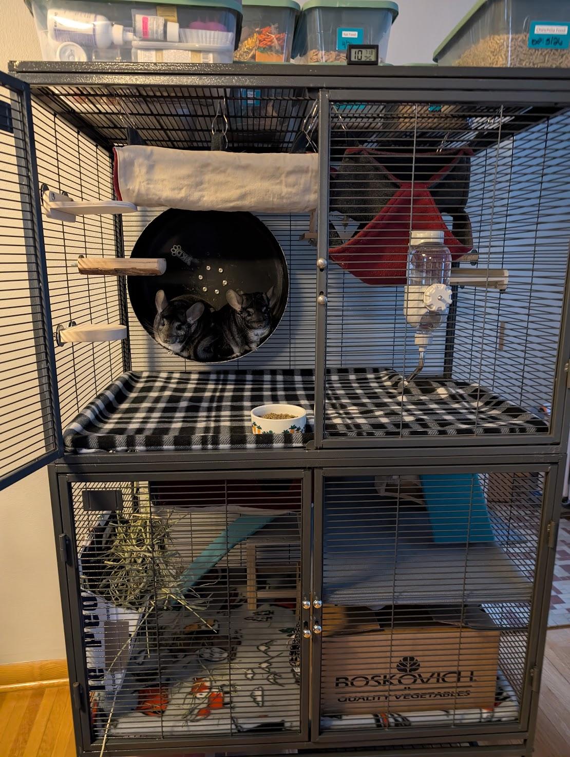 Felicity , adopted, Adult Female Chinchilla.