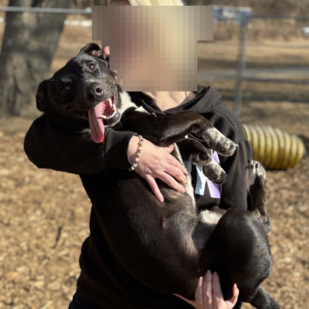 Enlarge Krypto, a Adoptable Mixed Breed in Fletcher, NC image 1/4